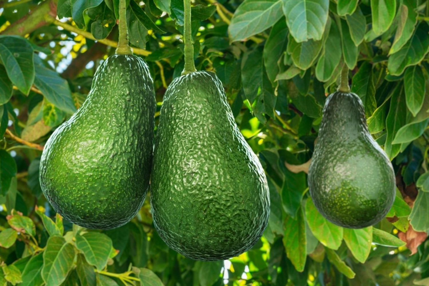 Avo!