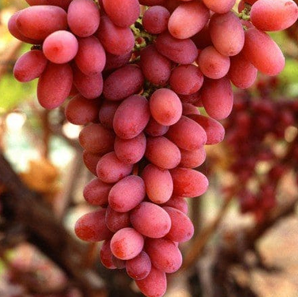Crimson red Seedless